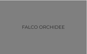 FALCO ORCHIDEE